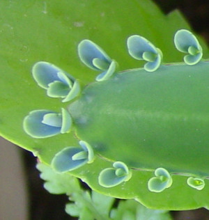 Dsc06041_crjpg1_2