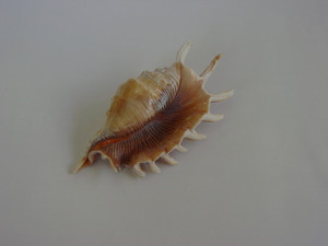 Dsc06067