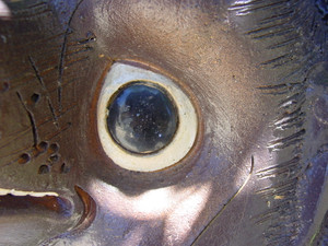 Dsc06051