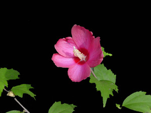 Dsc06105jpg0818jpgb