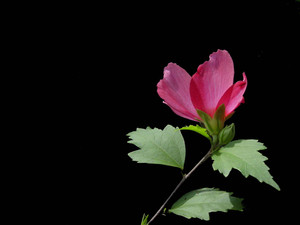 Dsc06146jpg01