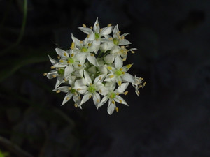 Dsc06389_4