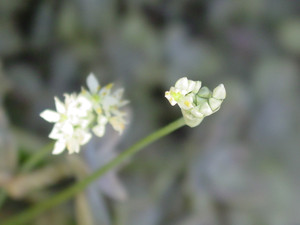 Dsc06398_4