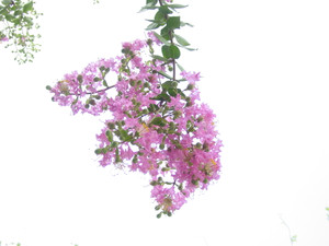 Dsc06533_5