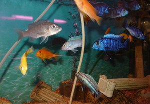 Dsc06200_crjpga
