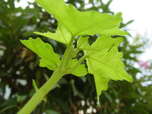 Dsc06448