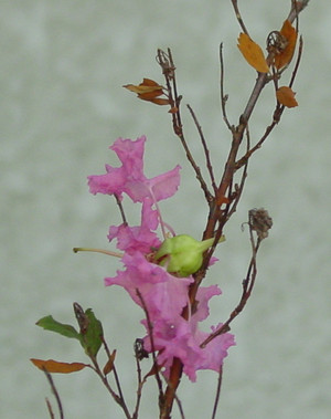 Dsc06435_crjpga