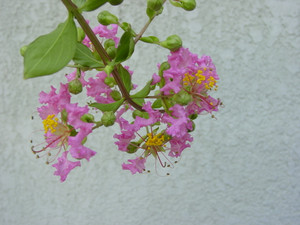 Dsc06546