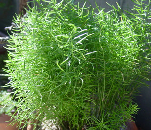Dsc06209_crjpga