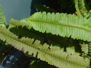 Dsc06400
