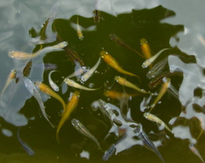 Dsc06829_crjpga