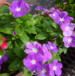 Dsc06549_crjpga