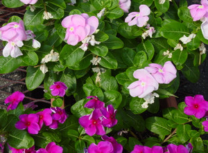 Dsc06557_crjpga