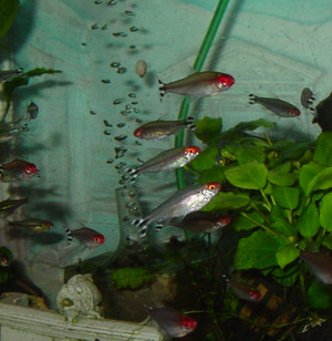 Dsc06874_crjpga