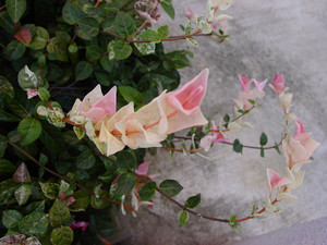 Dsc06995sx