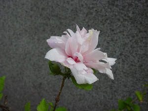 Dsc07014sx