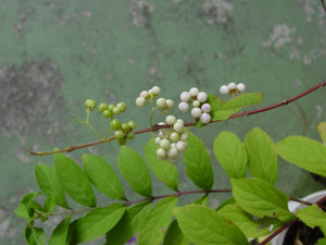Dsc07017sx