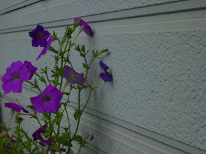 Dsc07024sx