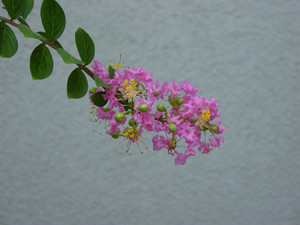 Dsc07036sx