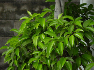 Dsc07029sx