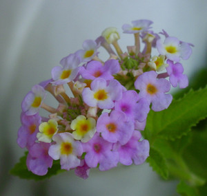 Dsc07062_crjpgasx