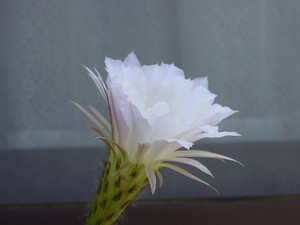 Dsc06943sx