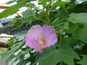 Dsc07148sx_2