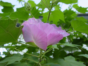 Dsc07155sx_2