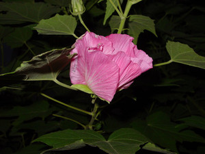 Dsc07168sx_3