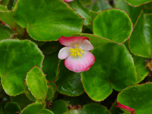 Dsc07186sx