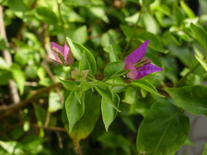 Dsc07273sx