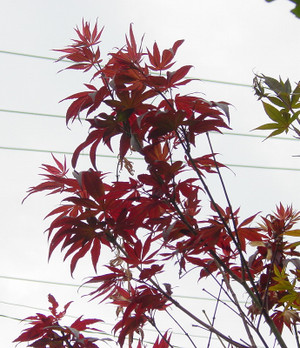 Dsc07213_crjpgasx