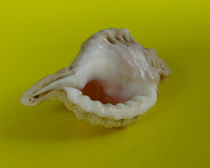Dsc07502_crjpgasx