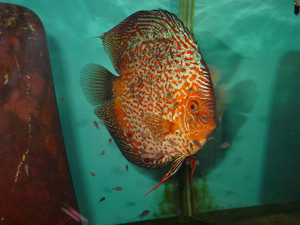 Dsc05987sx