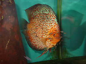 Dsc05988sx