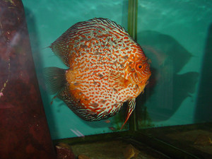 Dsc05990sx