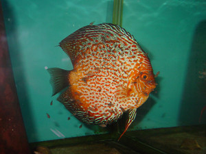 Dsc05991sx