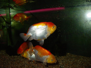 Dsc09008sx