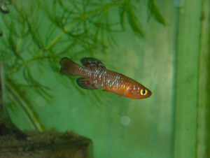 Dsc09077_crjpga