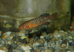 Dsc09108_crjpga