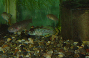 Dsc09173_crjpga