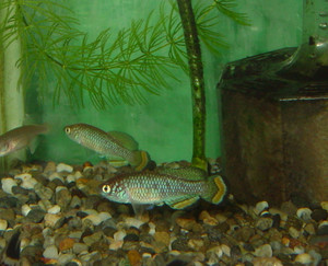 Dsc09182_crjpga