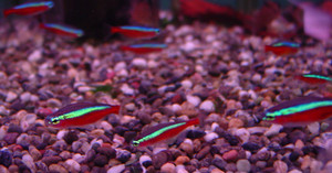 Dsc09384_crjpgasx