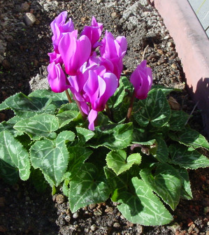 Dsc09220_crjpga