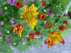 Dsc09262sx_2