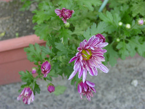 Dsc09263sx_2