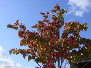 Dsc09245sx