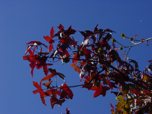 Dsc09247sx