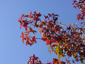 Dsc09250sx