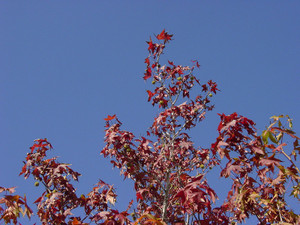 Dsc09254sx
